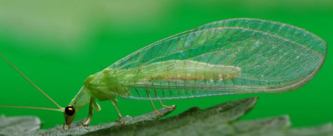 为什么说草蛉是除害能手呢