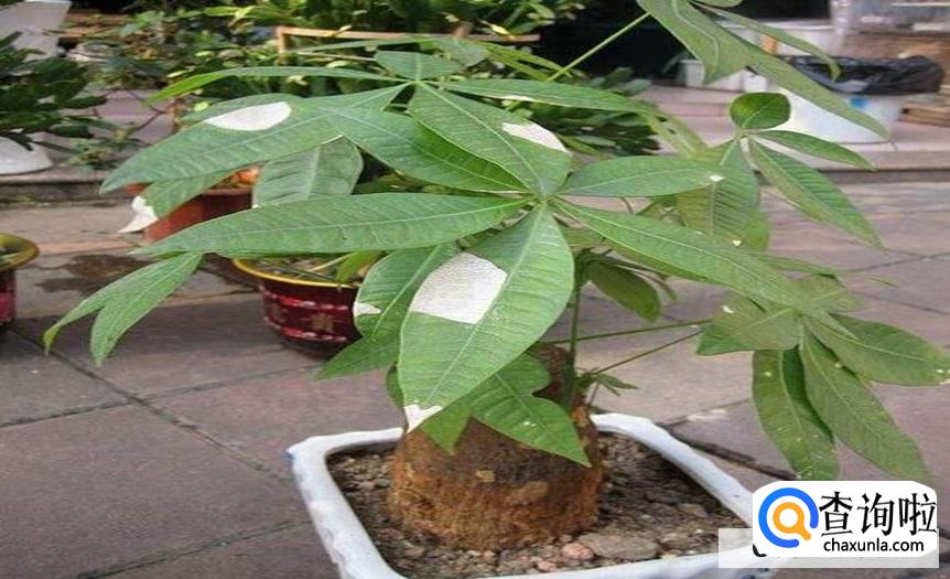 瓜栗怎么养护比较好