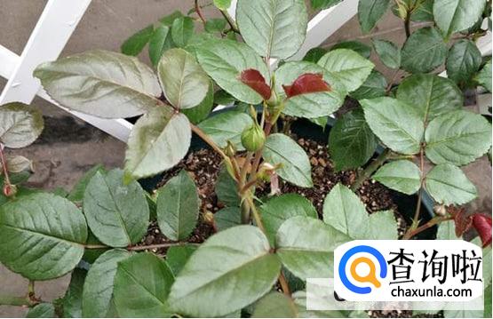 月季不开花只长叶子的原因处理方法