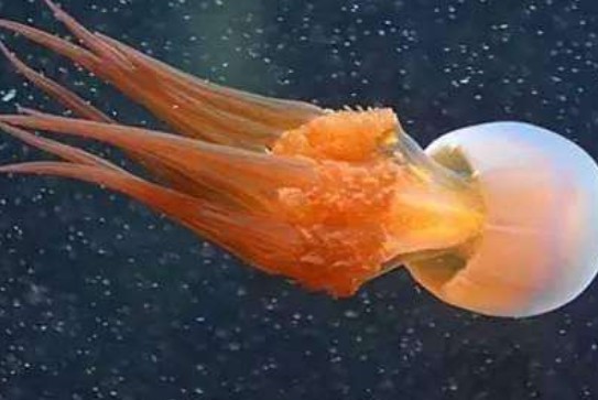 海蜇是水母吗