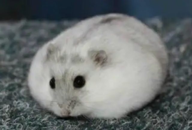 仓鼠的品种有哪些区别?