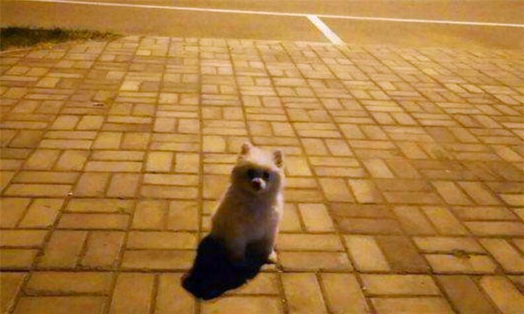 徘徊是什么意思