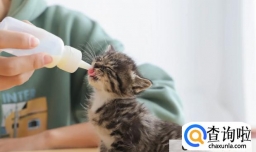 刚生下的小猫需要怎么护理