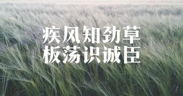 疾风知劲草板荡识诚臣是什么意思