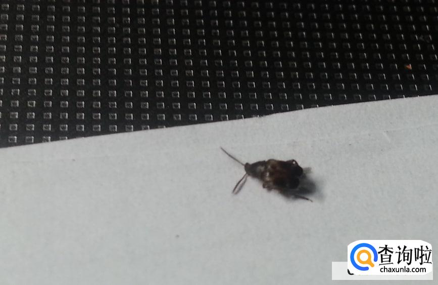 屋里小黑虫特别多的原因