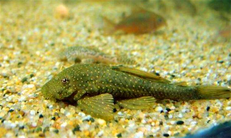 清道夫鱼能吃吗