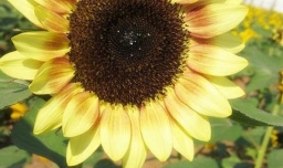 狮子座男生喜欢什么样的女生