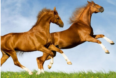 1978年属什么生肖