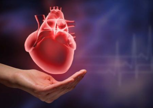 五脏六腑指的是什么