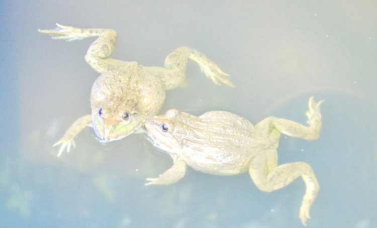 两栖动物有哪些