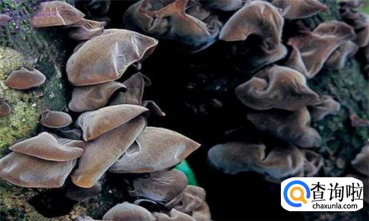 怎样鉴别野生木耳有毒