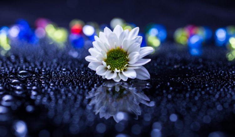 孤芳自赏意思是什么意思