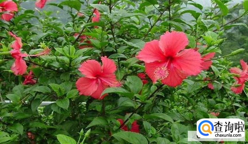 扶桑牡丹的养殖注意事项
