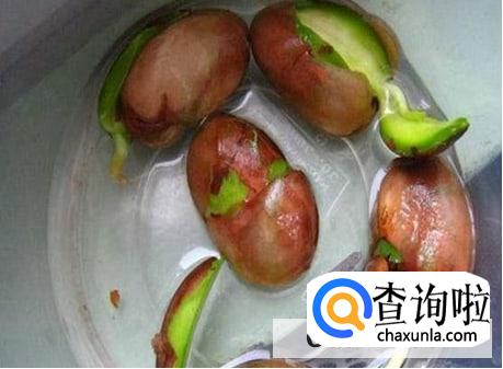 怎么发芽栽种菠萝蜜核