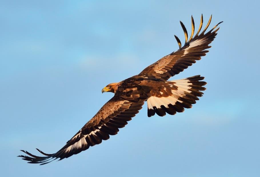 为什么金雕被称为猛禽之王