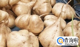 凉薯热量高吗 吃凉薯会胖吗