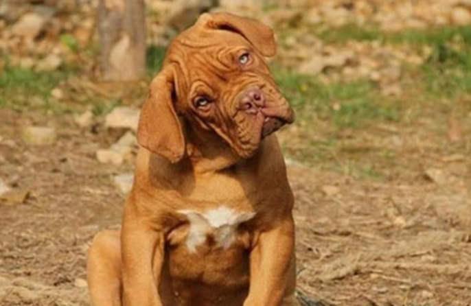 世界十大名犬排行榜