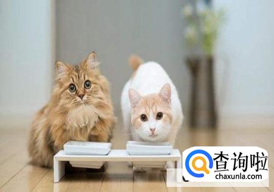 猫把屎拉在猫砂盆外面怎么处理