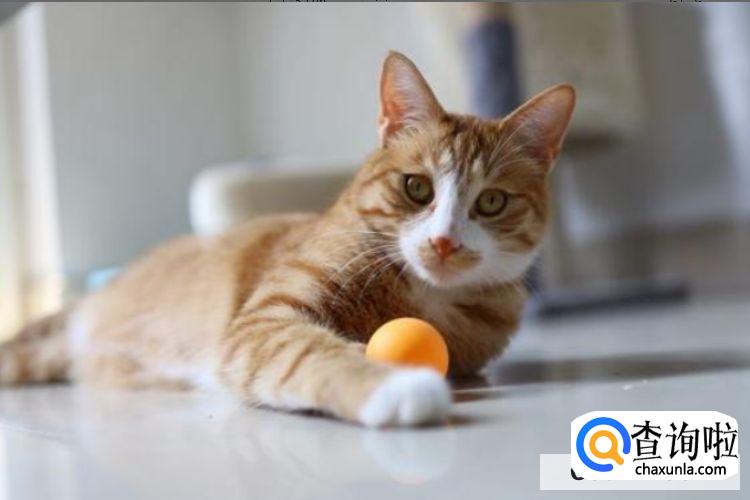 猫咪嘴里有腥臭味怎么办