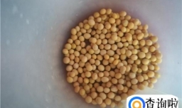 怎么做黄豆炖猪腿肉