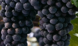 家庭自制葡萄酒地制作方法图解