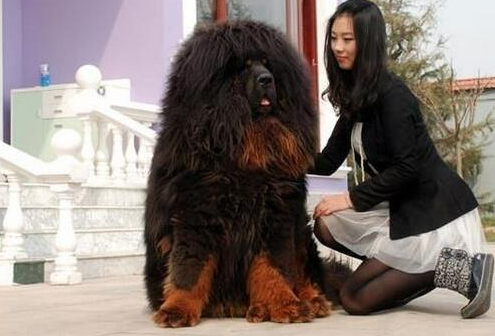 世界上最大的藏獒王
