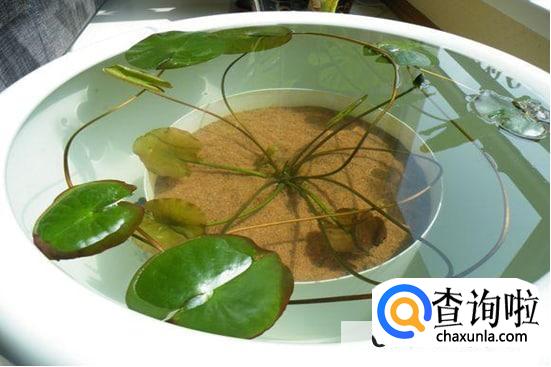 睡莲的种植方法