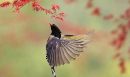 绝句中的鸳鸯是什么意思？