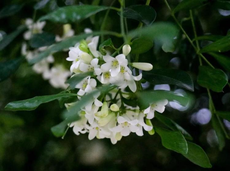 leaves是什么意思