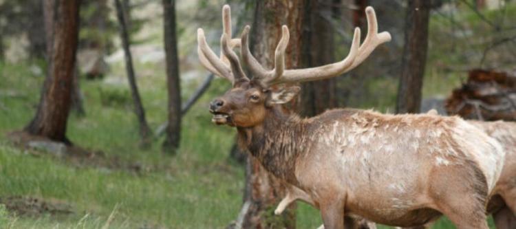 什么动物最没有方向感