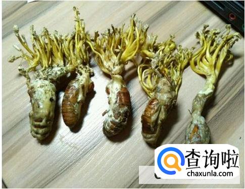 怎样形成金蝉花