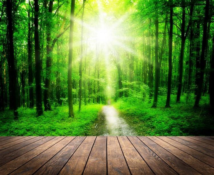 为什么清晨不能在树林中深呼吸