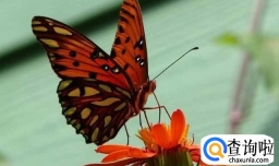 什么是蝴蝶效应？怎样正确解读蝴蝶效应？