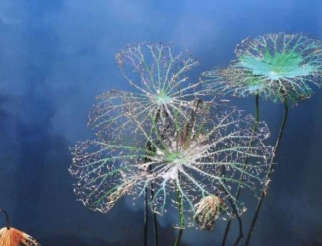 奢望是什么意思