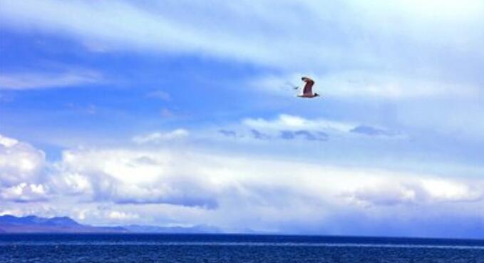 天高任鸟飞的意思是什么?