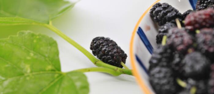 桑葚子的功效与作用