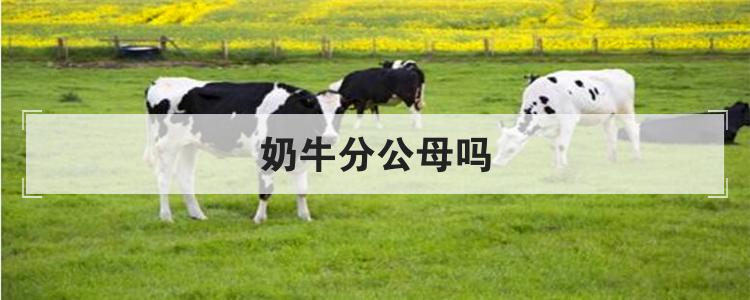 奶牛分公母吗