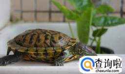 巴西龟怎么拼命往外爬也不吃东西怎么办