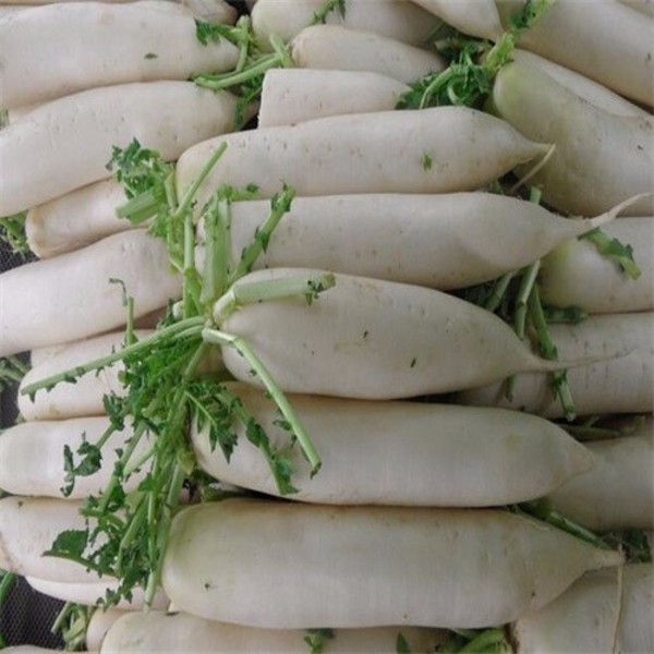 新鲜萝卜怎么保存不空心