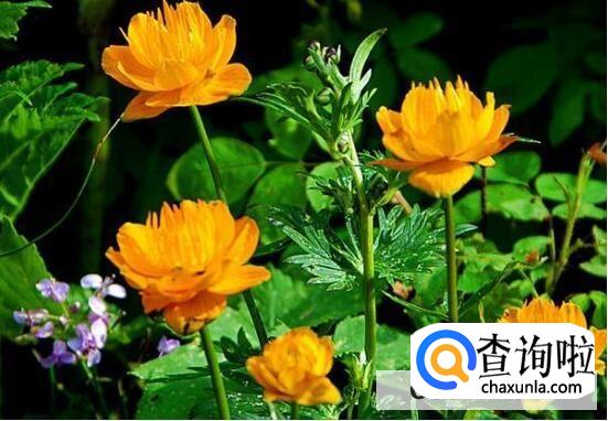 花的各部分的作用