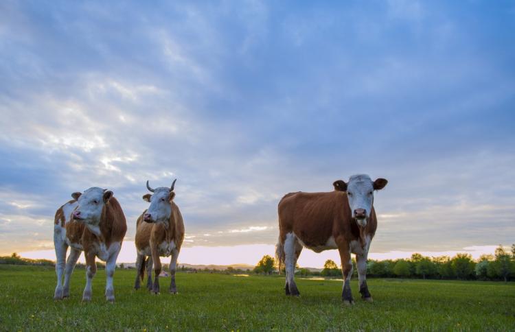 见得青草一路跑的生肖