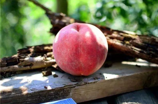 桃是什么时候成熟的?