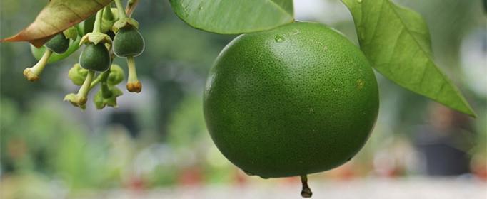 中秋节为什么要吃柚子