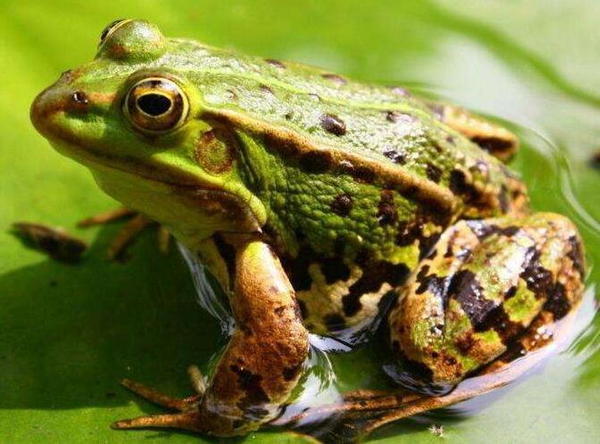 为什么两栖动物的皮肤总是湿漉漉的