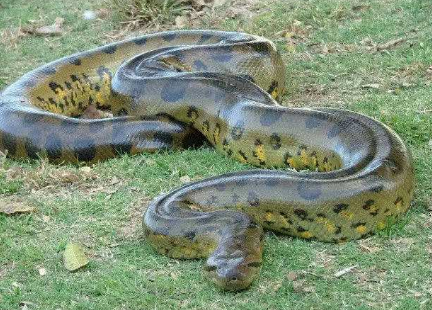 世界上最大的蟒蛇