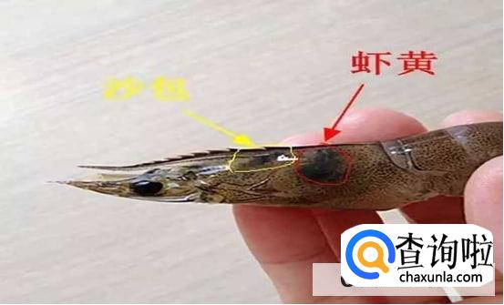 虾头哪里不能吃