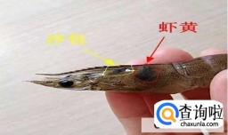 虾头哪里不能吃
