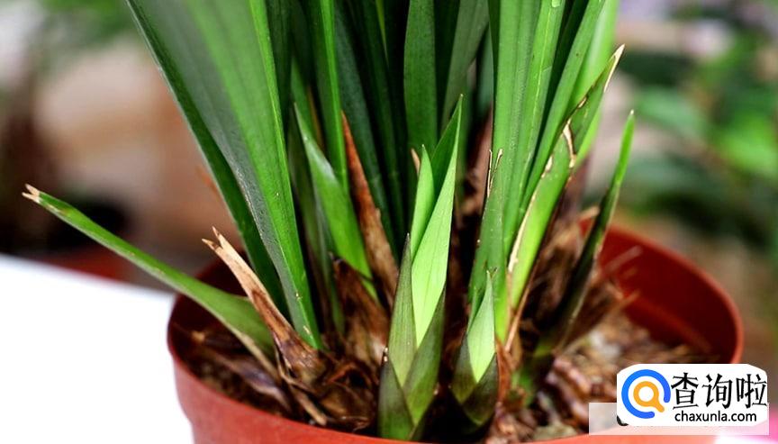 兰花怎样施肥才能花多芽多观赏价值高