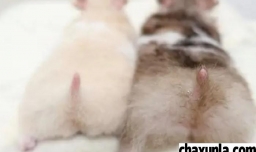 仓鼠咬人怎么办