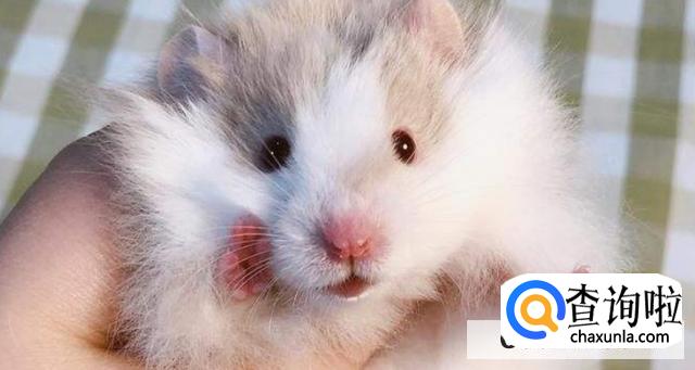 仓鼠的品种有哪些区别?
